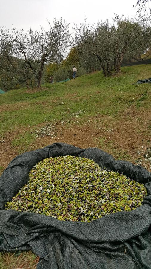 Agriturismo Sommassa 基安蒂格雷夫 外观 照片